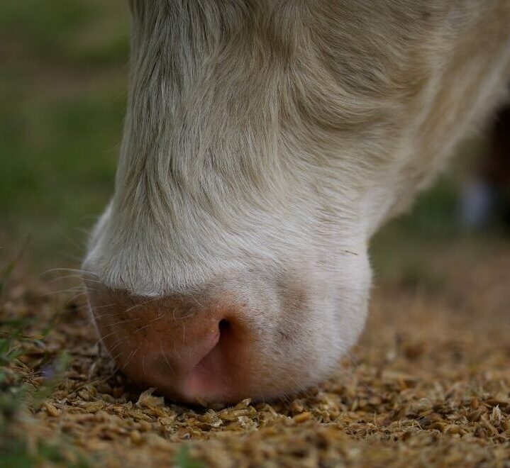 Fütterungstag Transitkuhfütterung im Fokus – März 2026