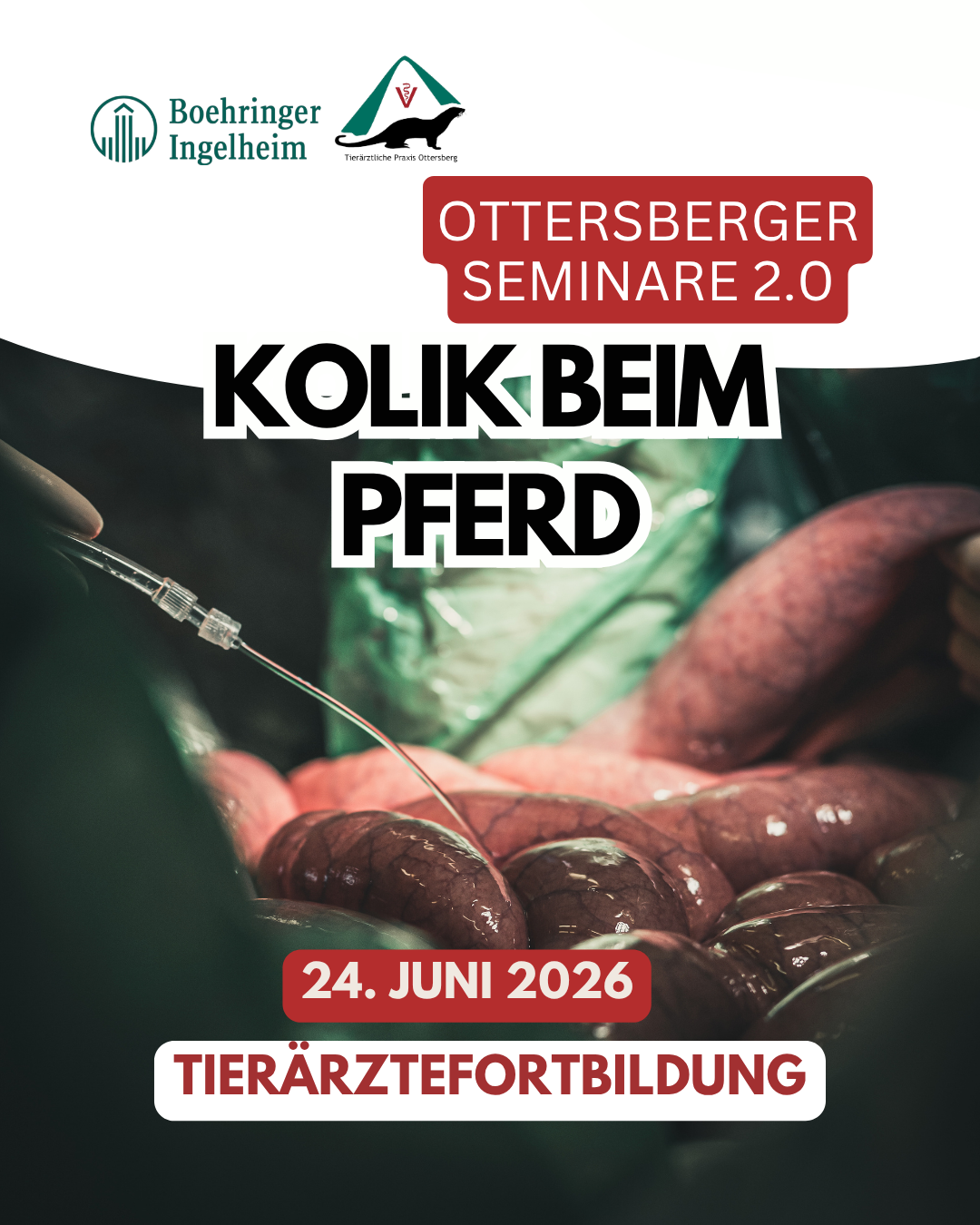 Tierärztefortbildung – Kolik beim Pferd